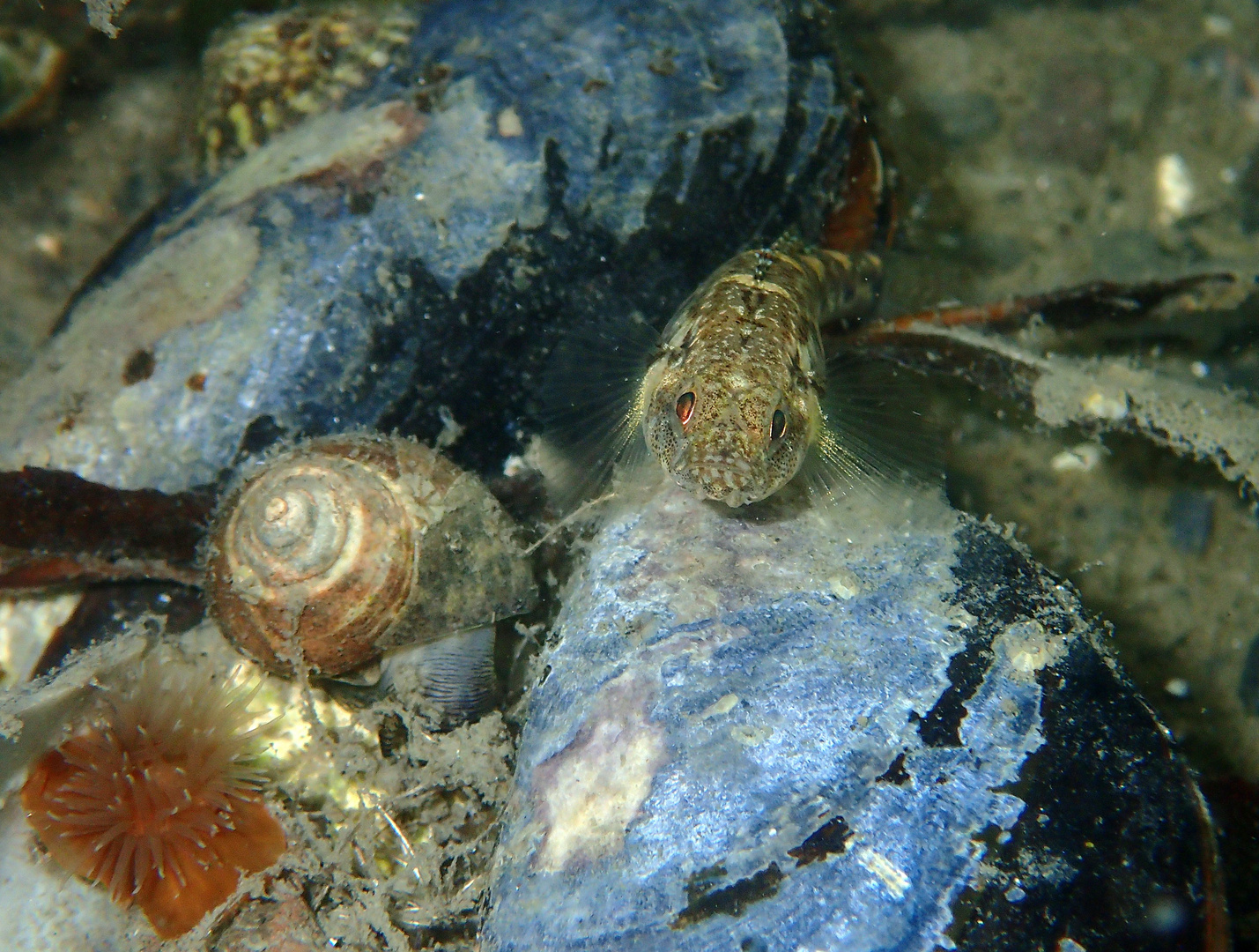 Unterwasserwelt von Langoyene - Norwegen