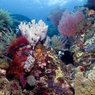 Unterwasserwelt vor Sulawesi - Indonesien