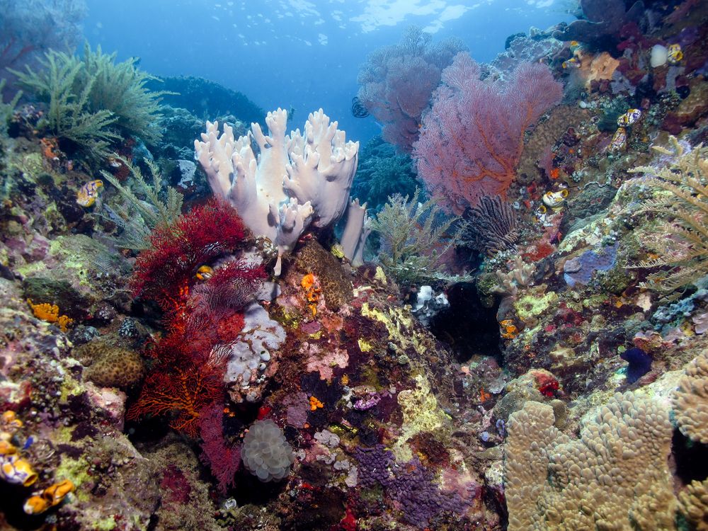 Unterwasserwelt vor Sulawesi - Indonesien