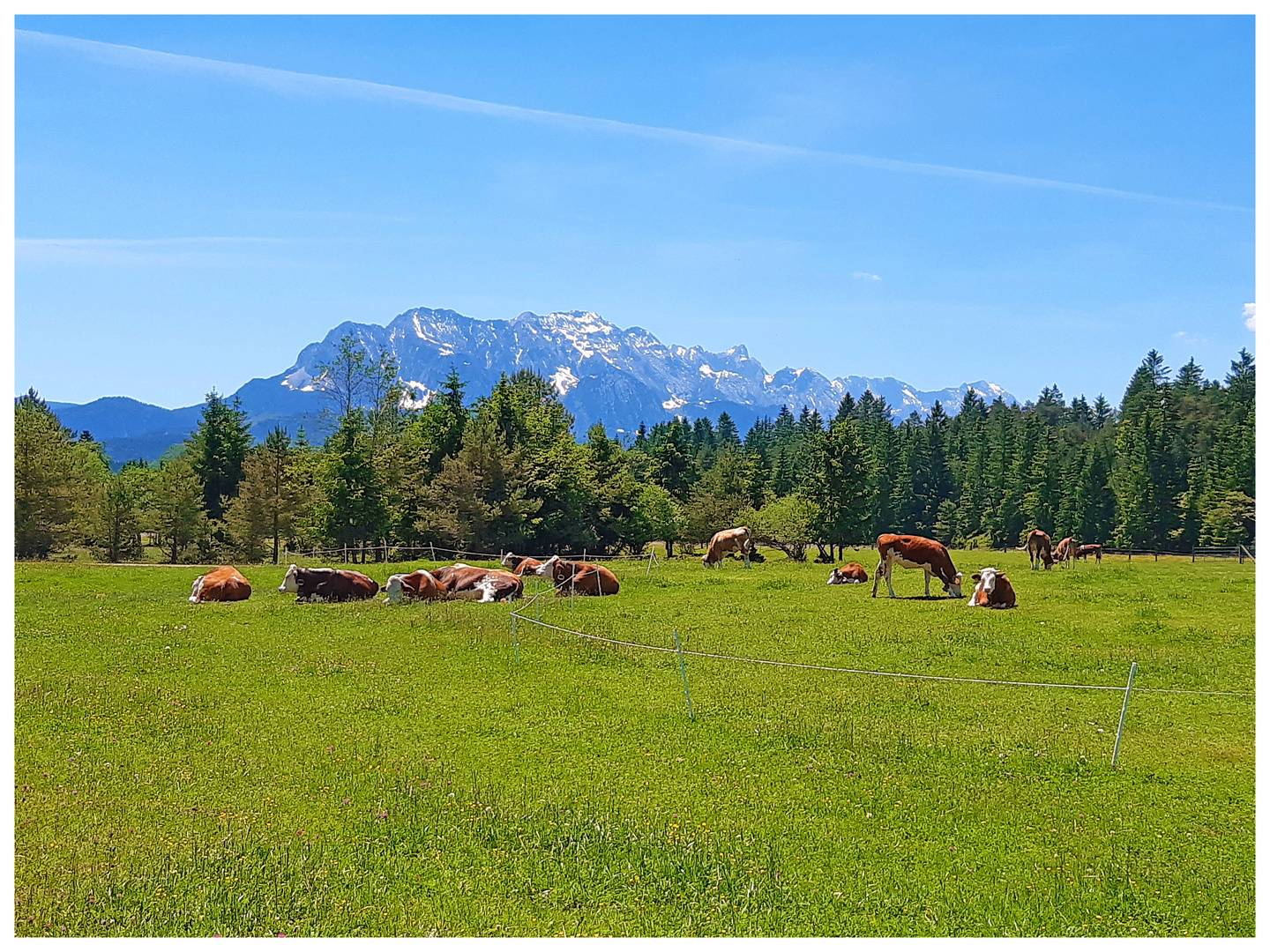 Unterwegs 84 - Kein Bayernurlaub ohne Kuhbild