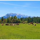 Unterwegs 84 - Kein Bayernurlaub ohne Kuhbild