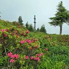 unterwegs am "Almrosensteig"