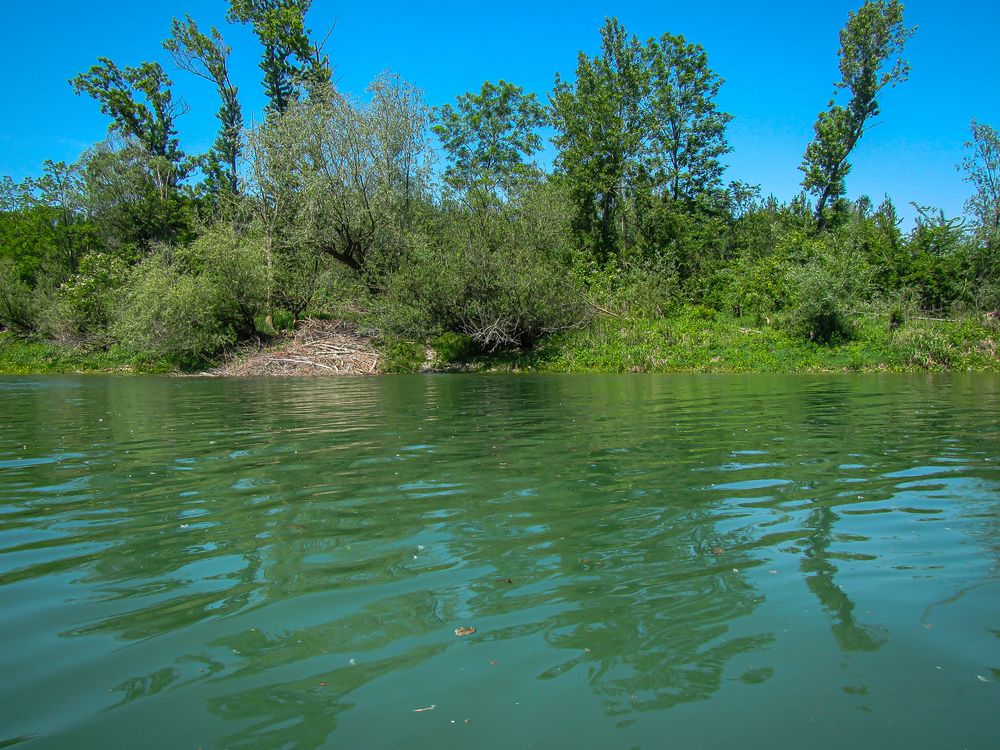 Unterwegs am Altarm der Donau 