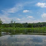 Unterwegs am Altarm der Donau 