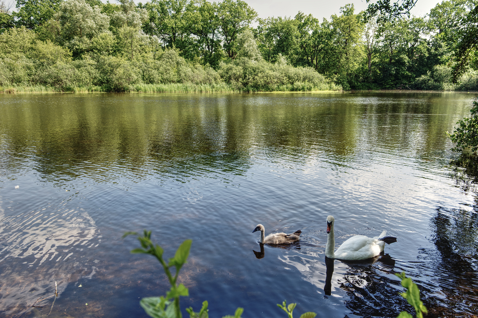 unterwegs am Kreuzteich (2)