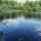 'unterwegs am Kreuzteich' oder 'nur nicht den Kopf in den Sand stecken'