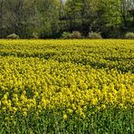 Unterwegs am Niederrhein (17)