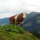 Unterwegs am Schatzberg in der Wildschönau in Tirol