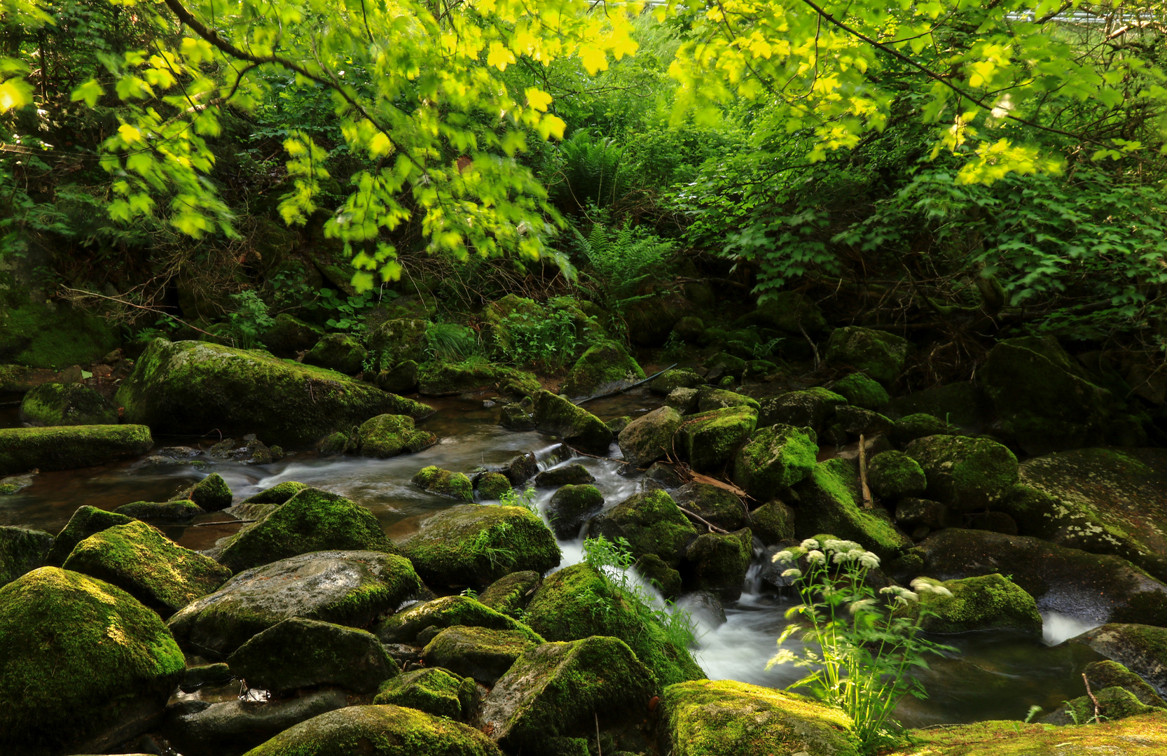 Unterwegs am Waldbach