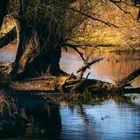 Unterwegs an der Donau bei Winzer