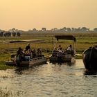 Unterwegs auf dem Chobe