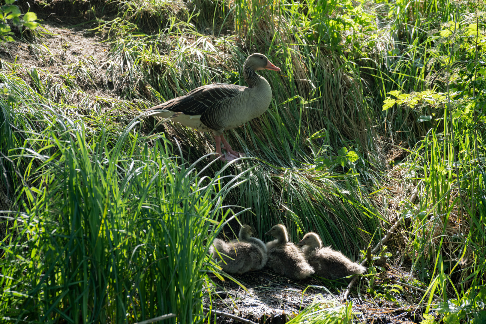 Unterwegs auf dem Emster Kanal