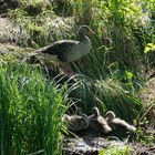 Unterwegs auf dem Emster Kanal