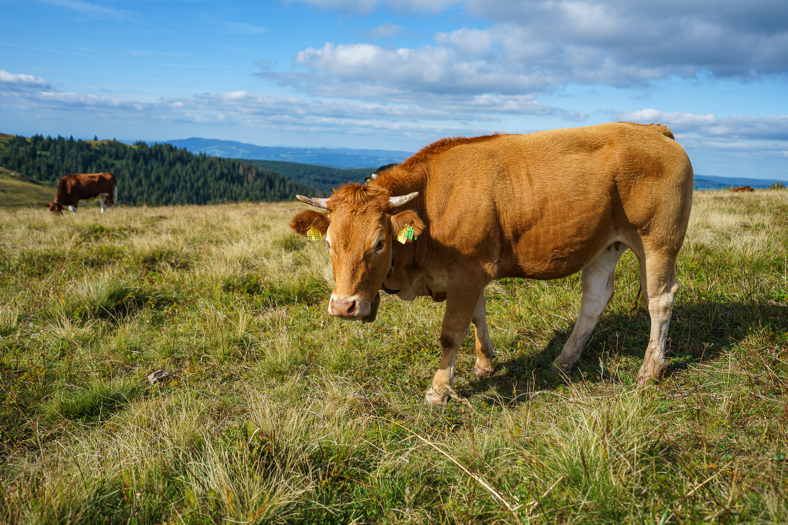 Unterwegs auf dem Feldberg