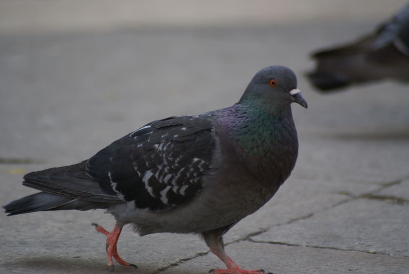 Unterwegs auf dem Piazza S. Marco