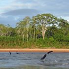 Unterwegs auf dem Rio Tambopata im Regenwald