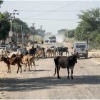 unterwegs auf den strassen in rajasthan.....