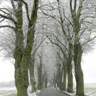 unterwegs auf der deutschen Alleenstraße