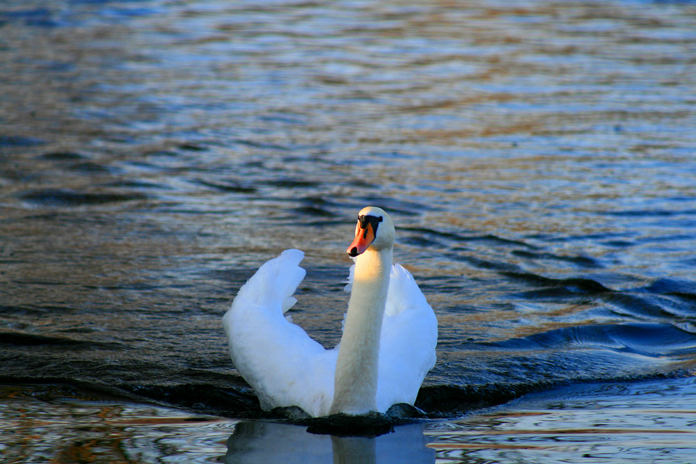 Unterwegs auf der Spree