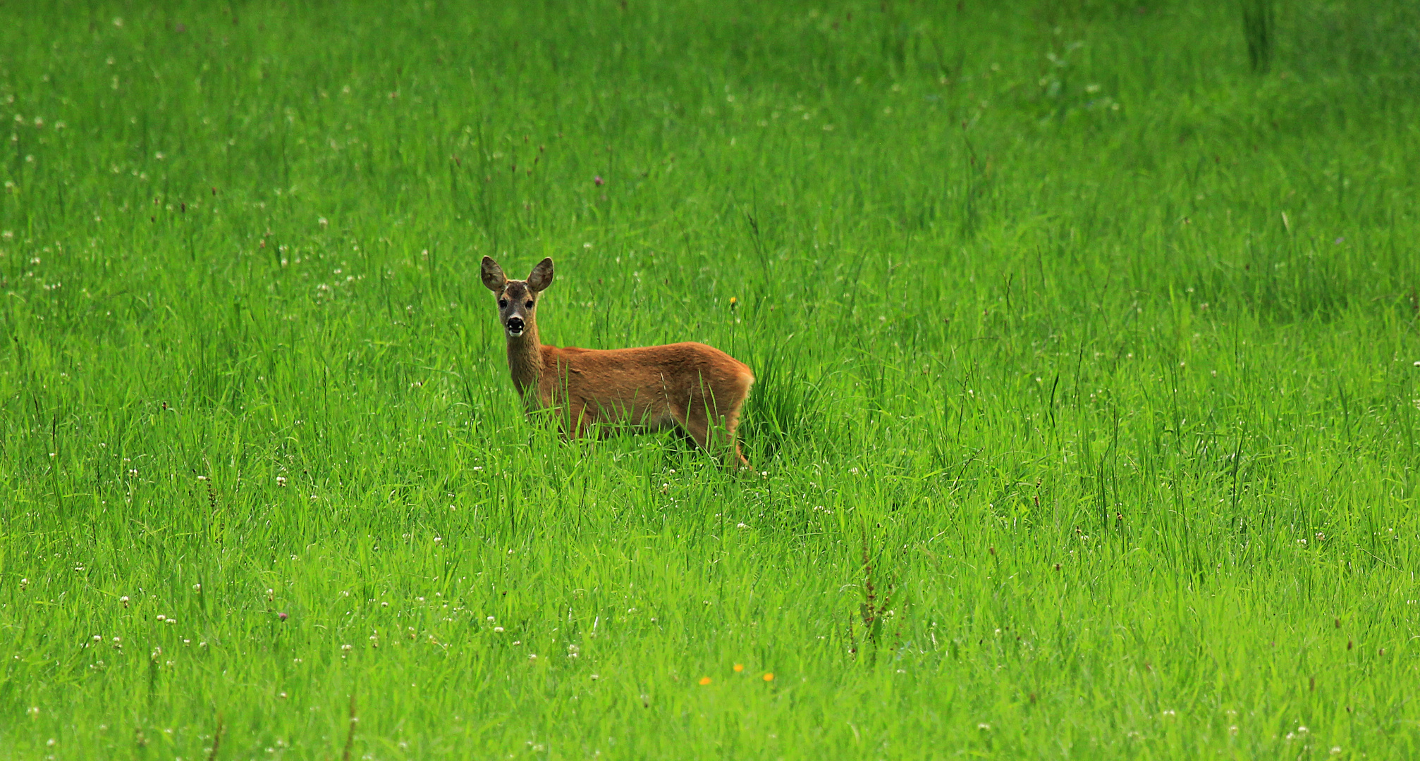 Unterwegs auf der Wiese