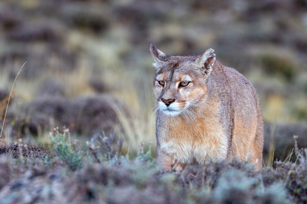 Unterwegs auf leisen Sohlen...