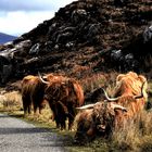 Unterwegs auf Schottlands Straßen...friedliche Wegelagerer