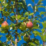 Unterwegs auf Streuobstwiesen II