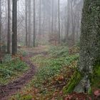 Unterwegs auf versteckten Waldpfaden