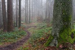 Unterwegs auf versteckten Waldpfaden