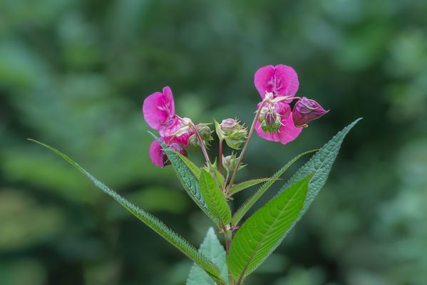Unterwegs entdeckt und für schön gefunden.