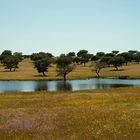 Unterwegs im Alentejo I