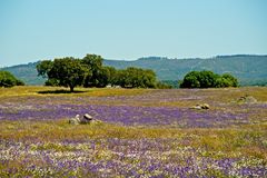 Unterwegs im Alentejo III