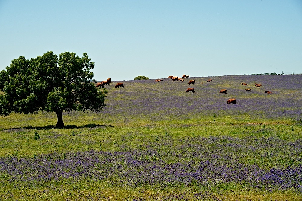 Unterwegs im Alentejo IX