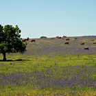 Unterwegs im Alentejo IX