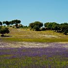 Unterwegs im Alentejo V