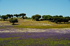 Unterwegs im Alentejo V