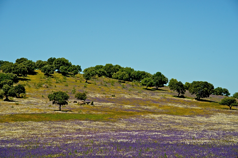 Unterwegs im Alentejo VI