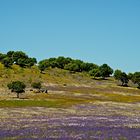 Unterwegs im Alentejo VI