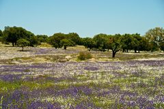 Unterwegs im Alentejo VIII