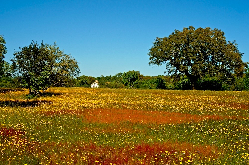 Unterwegs im Alentejo XII