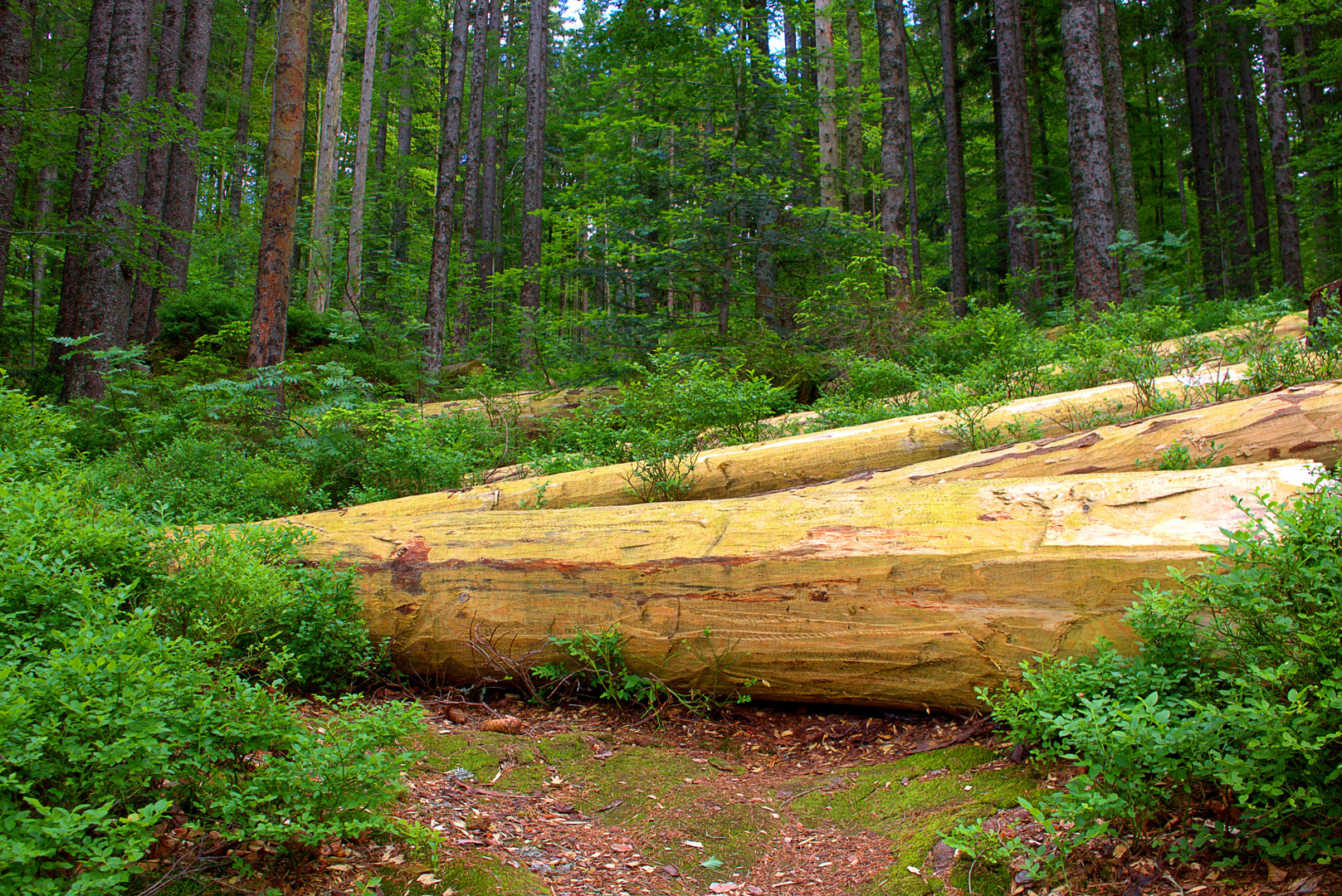 Unterwegs im Bayerischen Wald