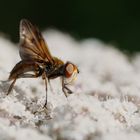 Unterwegs im Blüten-Eldorado