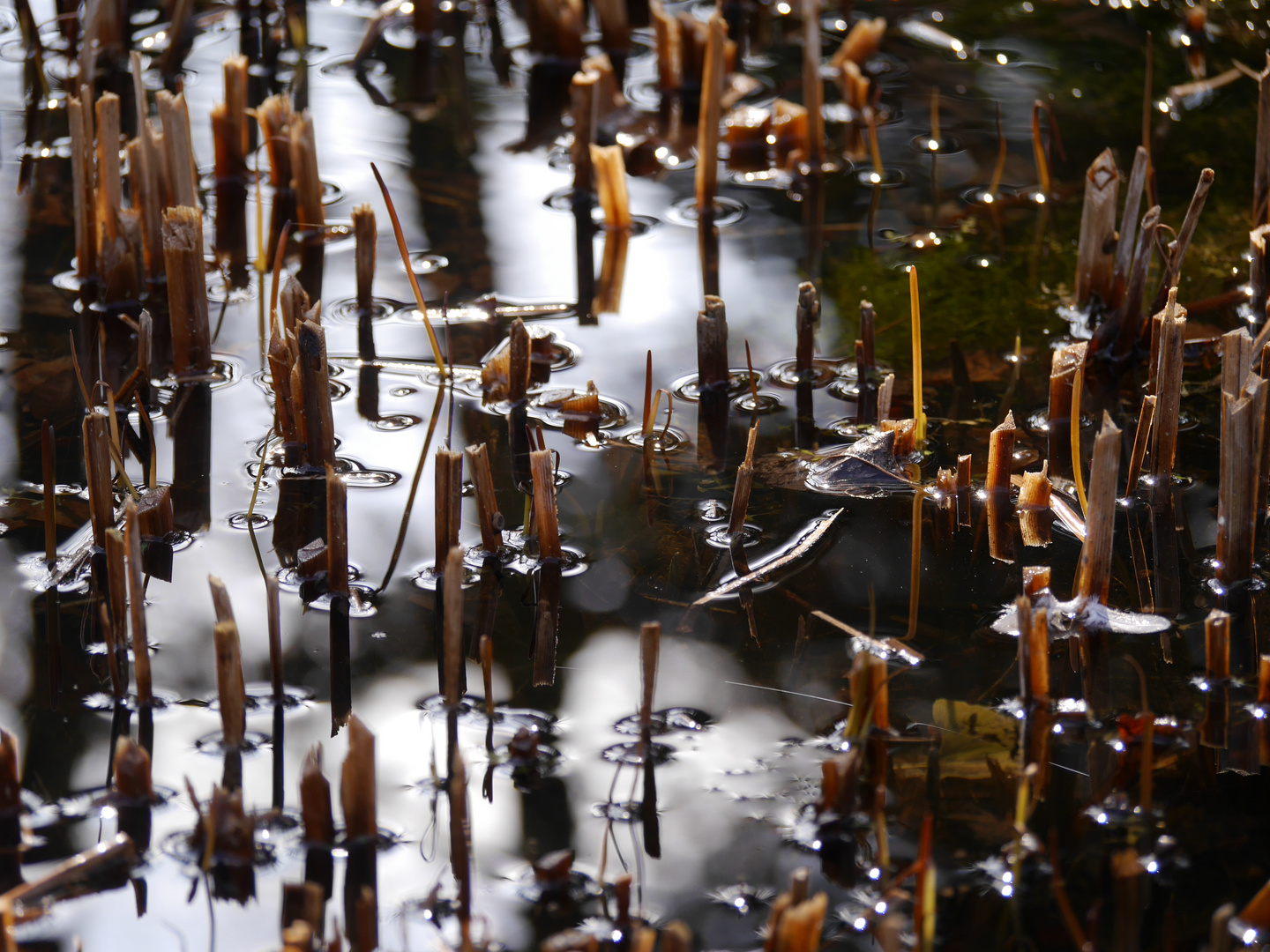 unterwegs im botanischen Garten