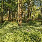 Unterwegs im Botanischen Garten 