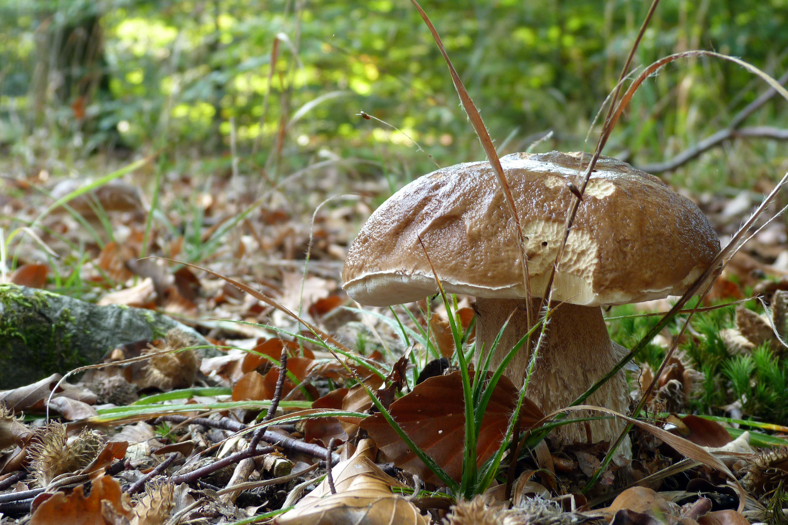 Unterwegs im Burgwald ...