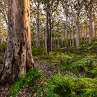 Unterwegs im Cape Leeuwin NP