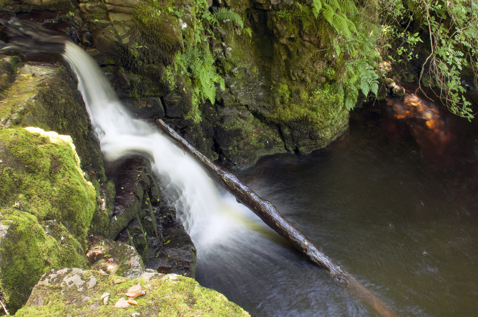 Unterwegs im Celtic Rainforest...