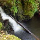 Unterwegs im Celtic Rainforest...