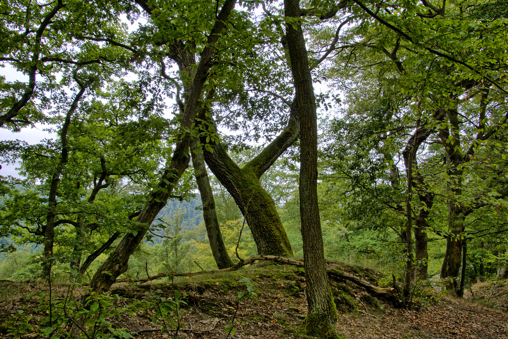 Unterwegs im Eichenwald