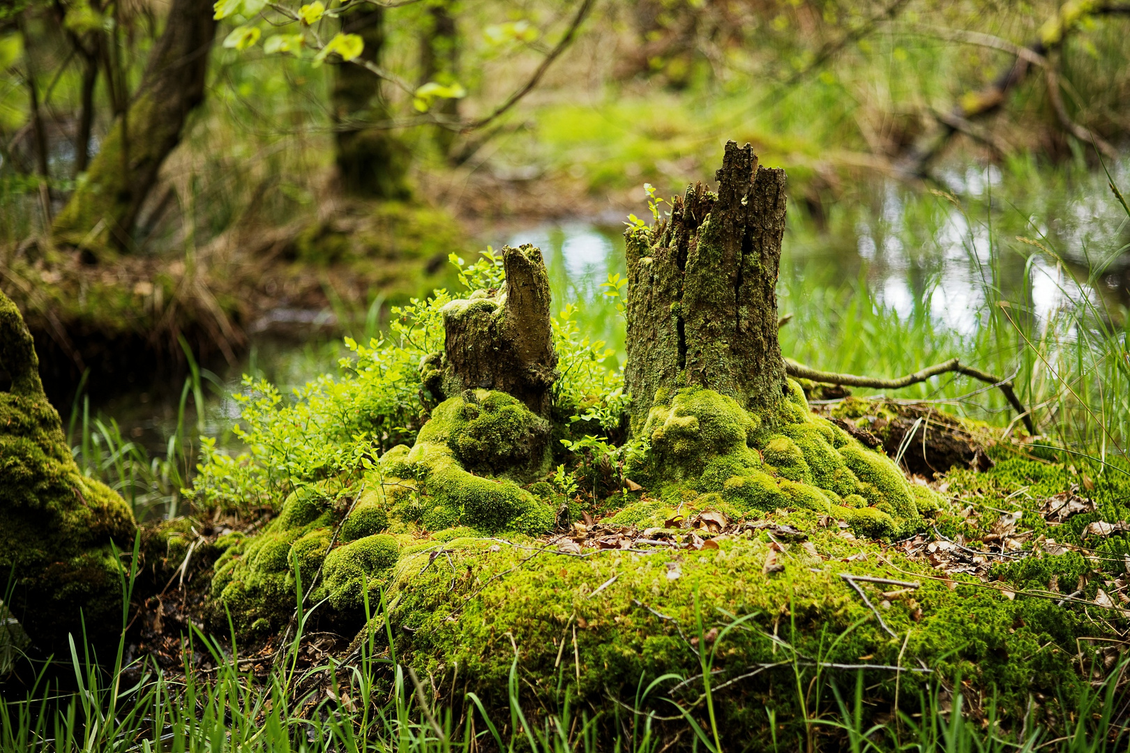 unterwegs im Erlenbruchwald...